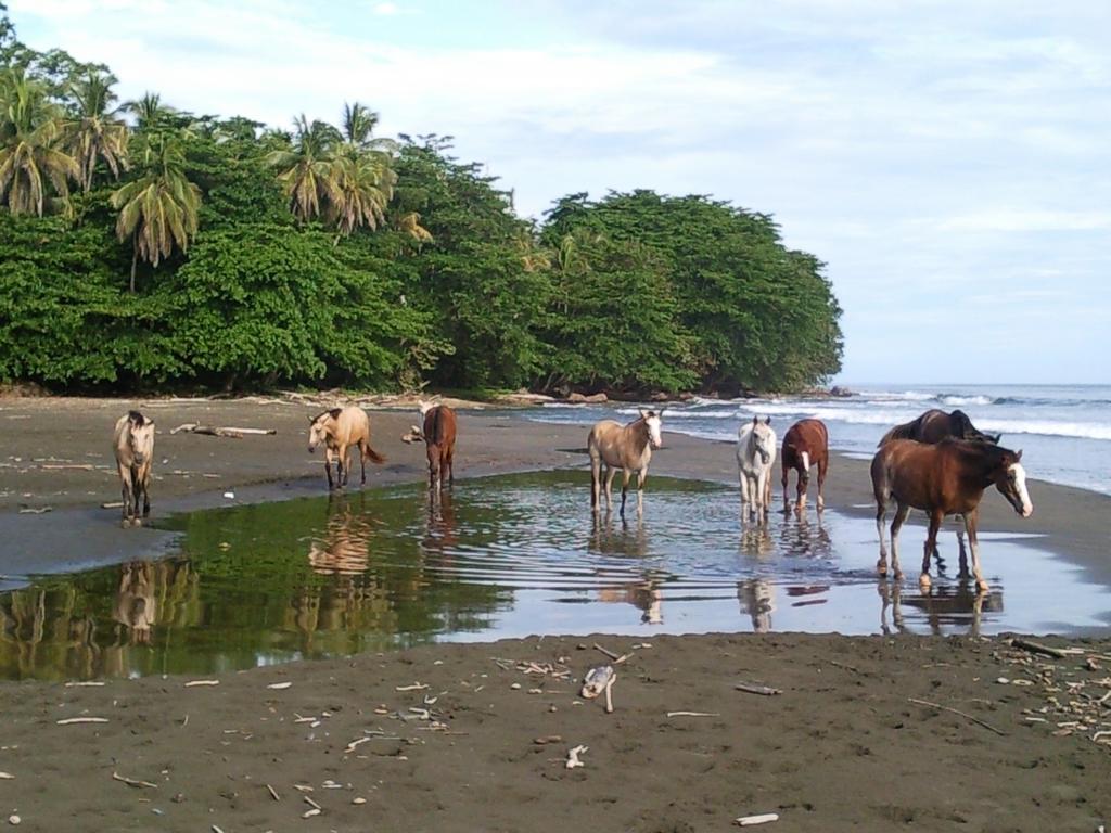 Hotel Brigitte´s Ranch Cahuita Esterno foto
